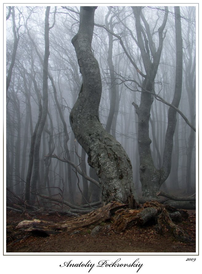 лес, туман, горы, бук, коряга, анатолий покровский, Анатолий Покровский