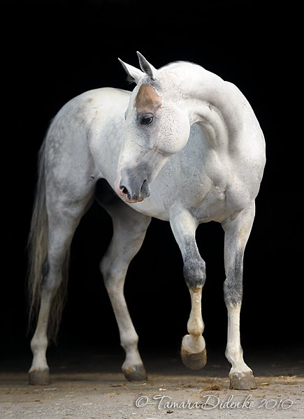 лошадь, Tamara Didenko