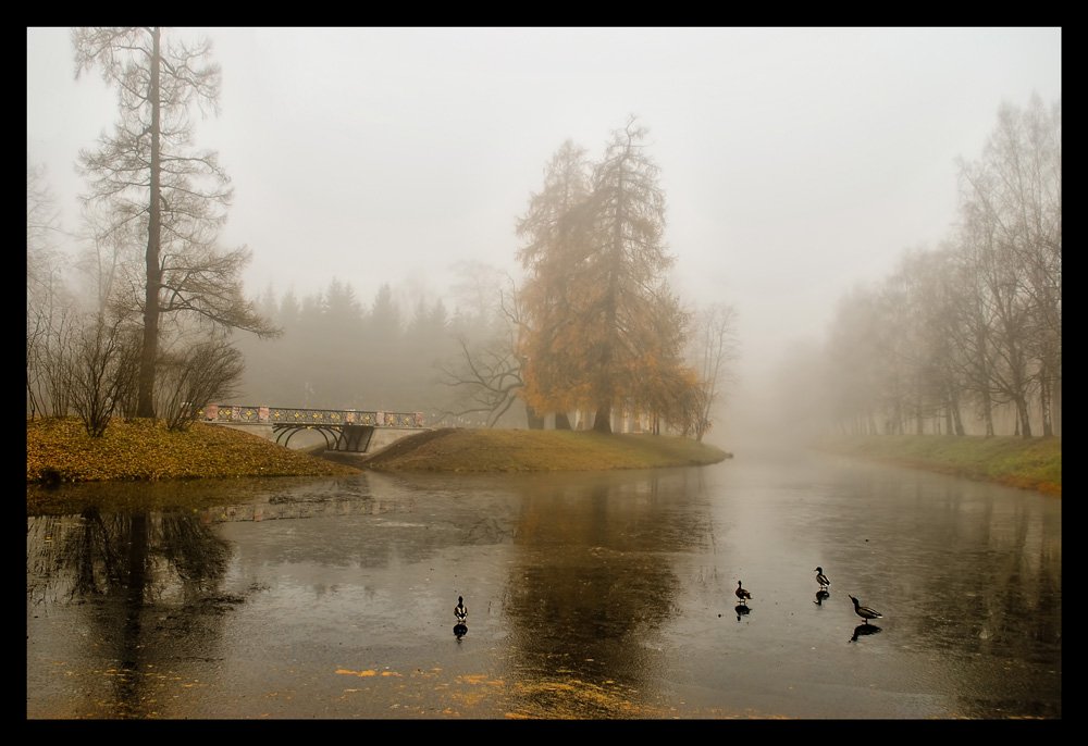 екатерининский парк,царское село,туман,осень, Валентин
