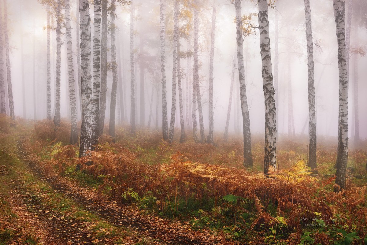 осень, лес, туман, березы, папоротник, Марина Огнева