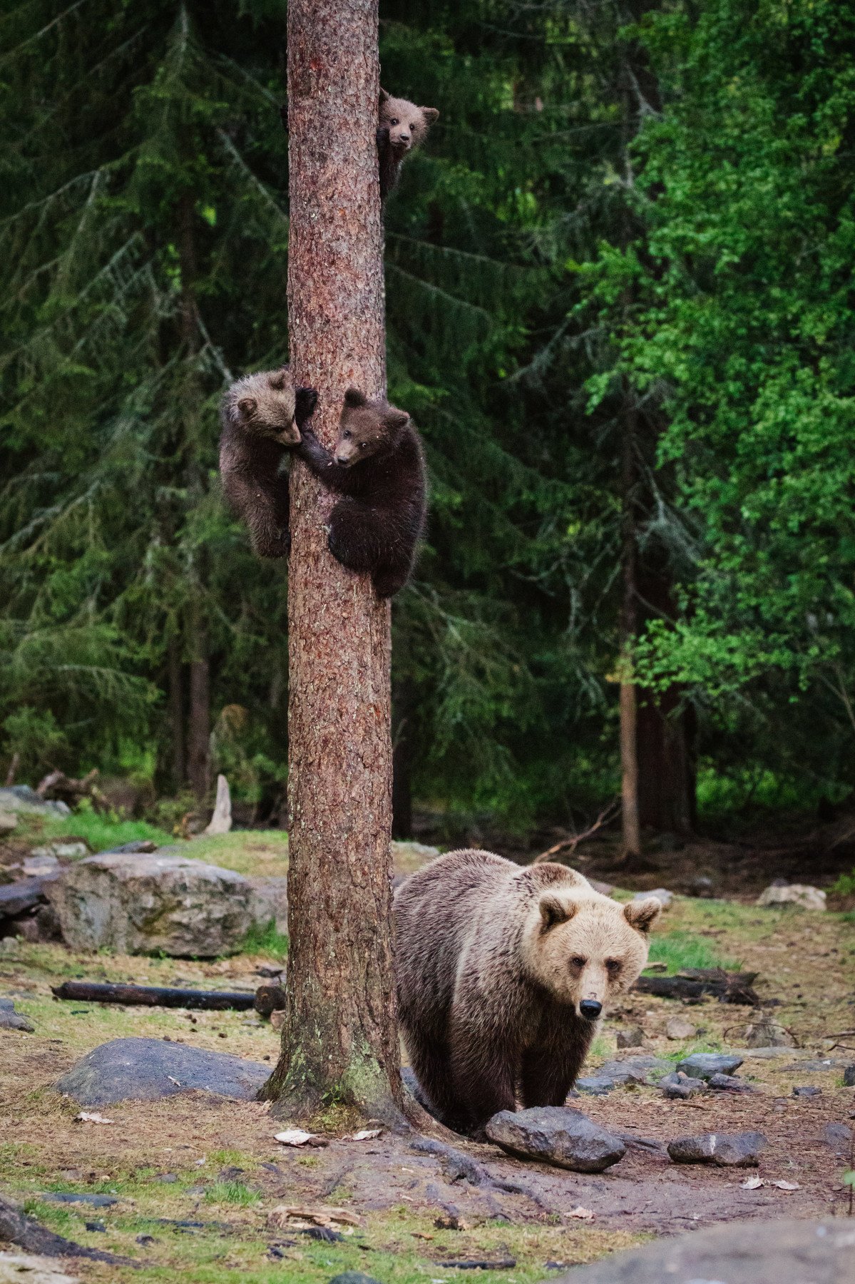 медвежата, медведица, Алексей Сулоев