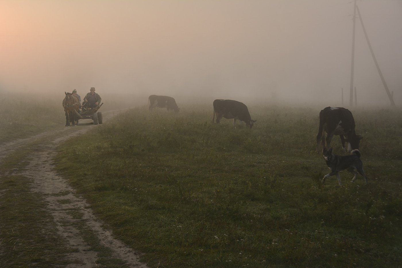 коровы собака телега туман рассвет, Дмитрий Колисниченко