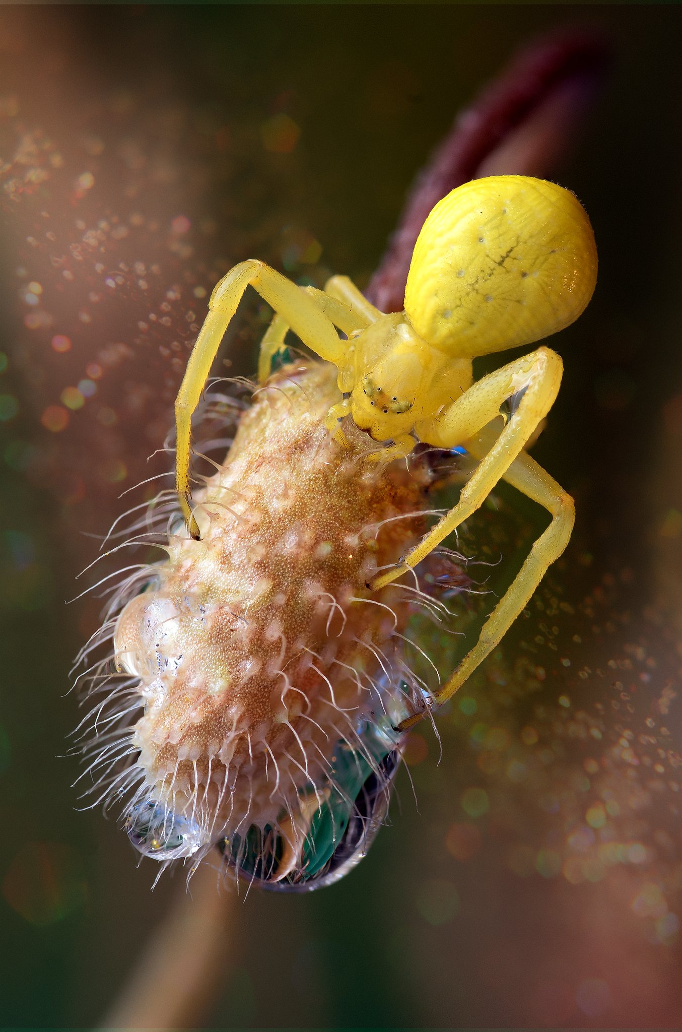 spider, yellow, macro, close up,, Атанас Донев