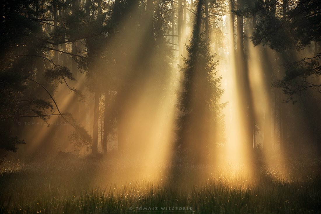 light, silesia, poland, forest, fog, mist, shadows, beauty, mistery, morning, sunrise, Tomasz Wieczorek