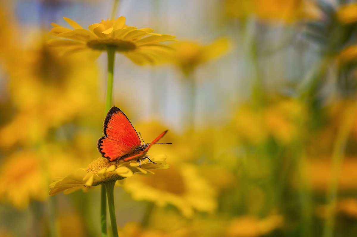 мотылек хризантемы желтый цветы бабочка лето, Марина Мурашова
