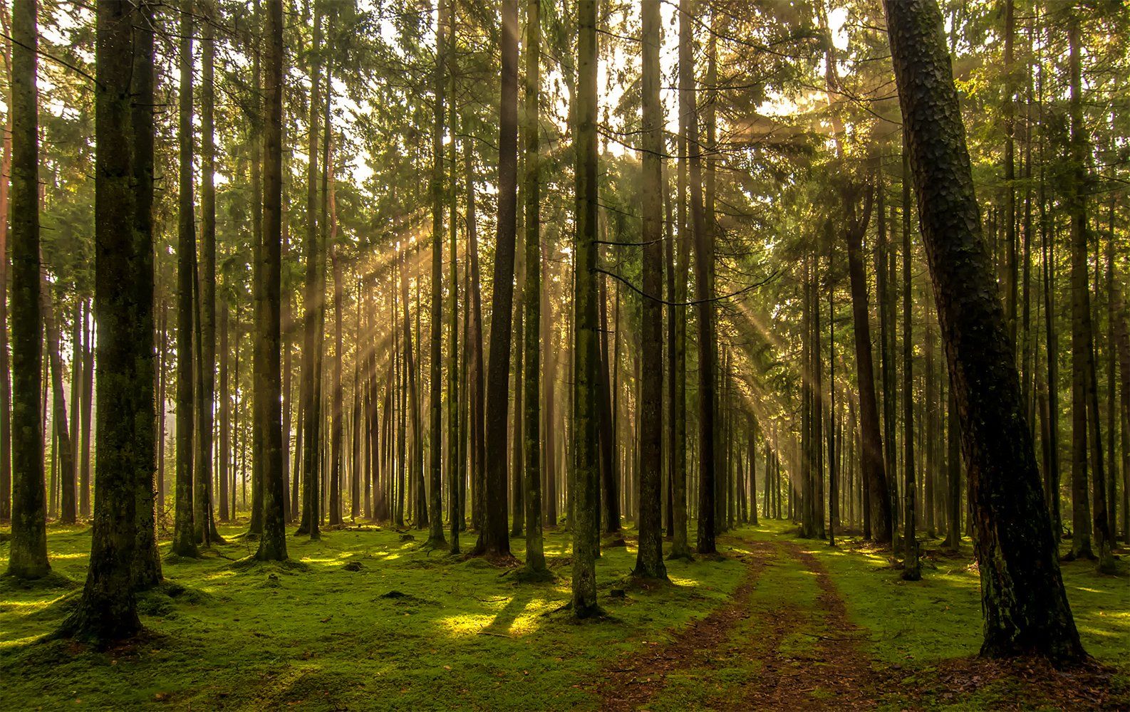 forest,pine,sunlight,rays, Daiva Cirtautė