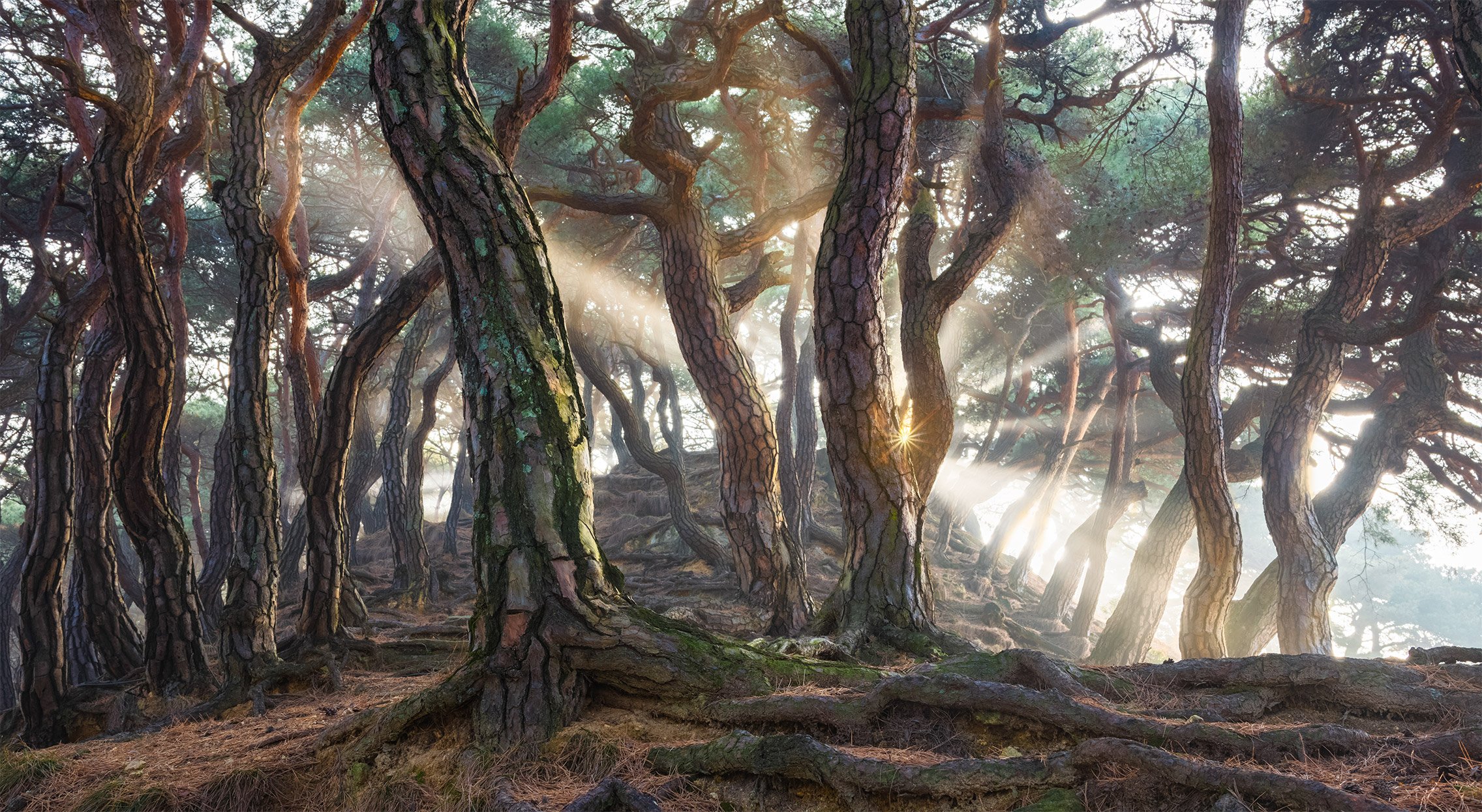 pine, forest, south korea,  tree trunk, woodland,  old growth, Jaeyoun Ryu