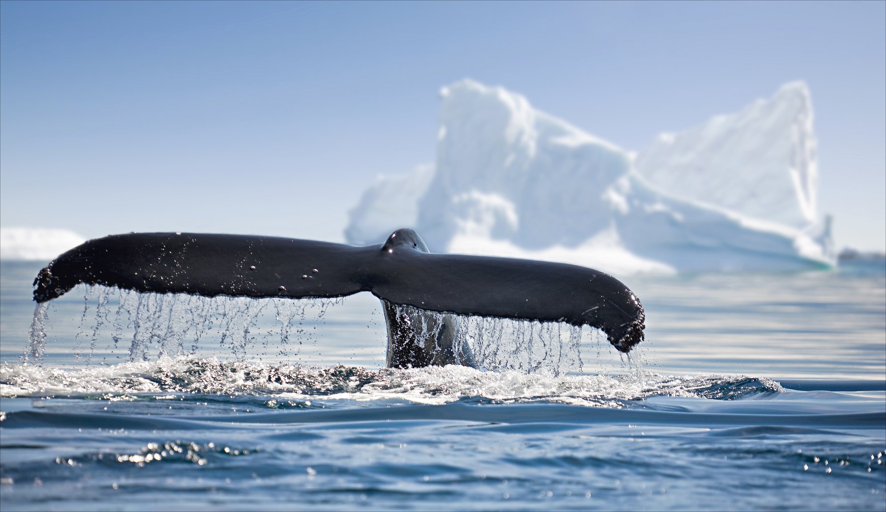 кит, антарктида, Алексей Сулоев