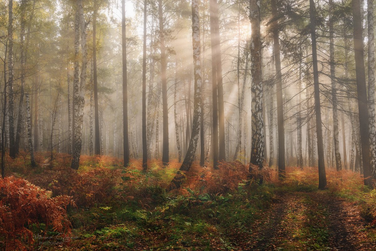 осень, лес, туман, рассвет, Марина Огнева