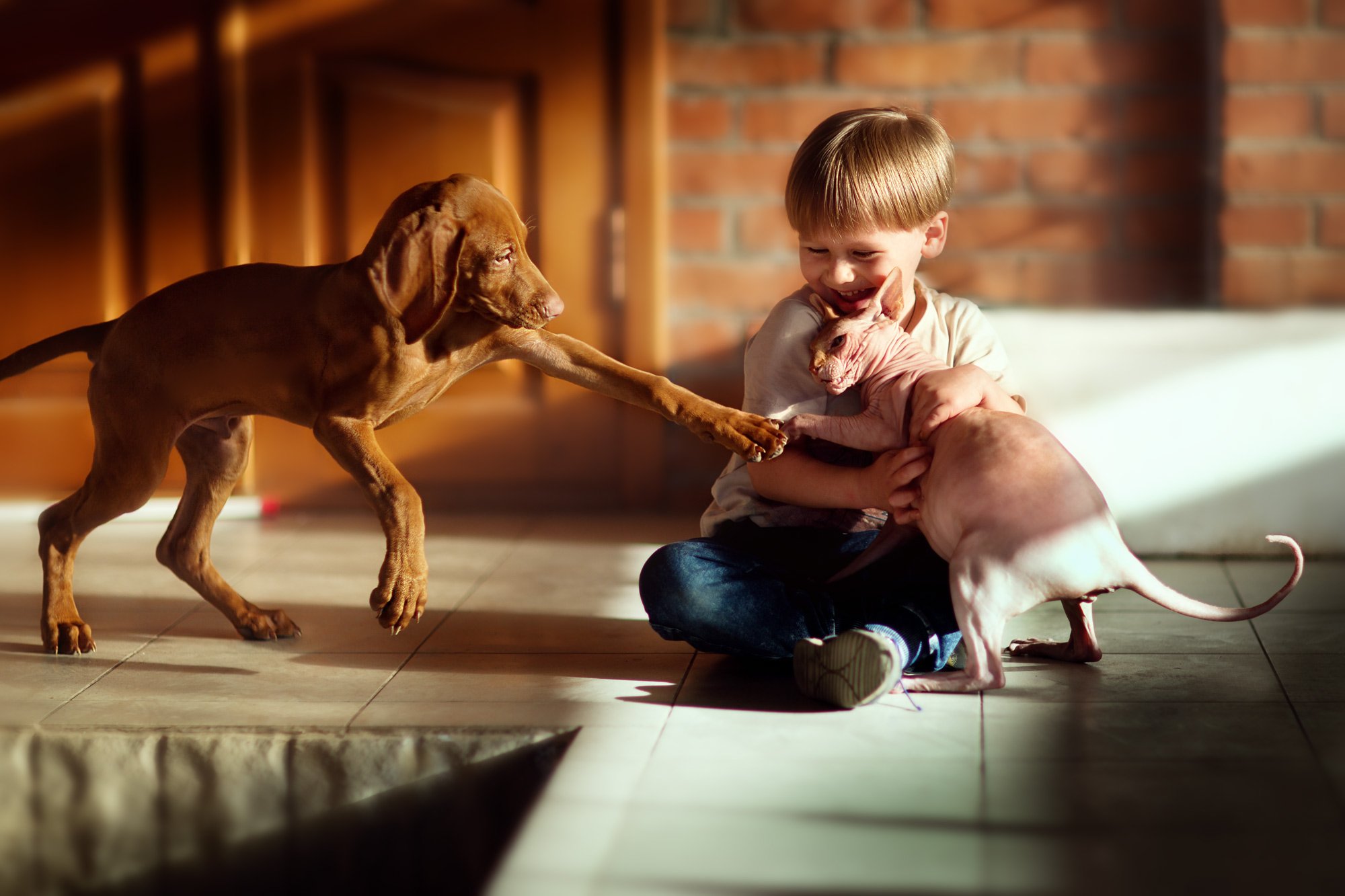 ребенок мальчик собака кошка животные смех веселье игра удовольствие 85мм семья, Евгения Брусенцова