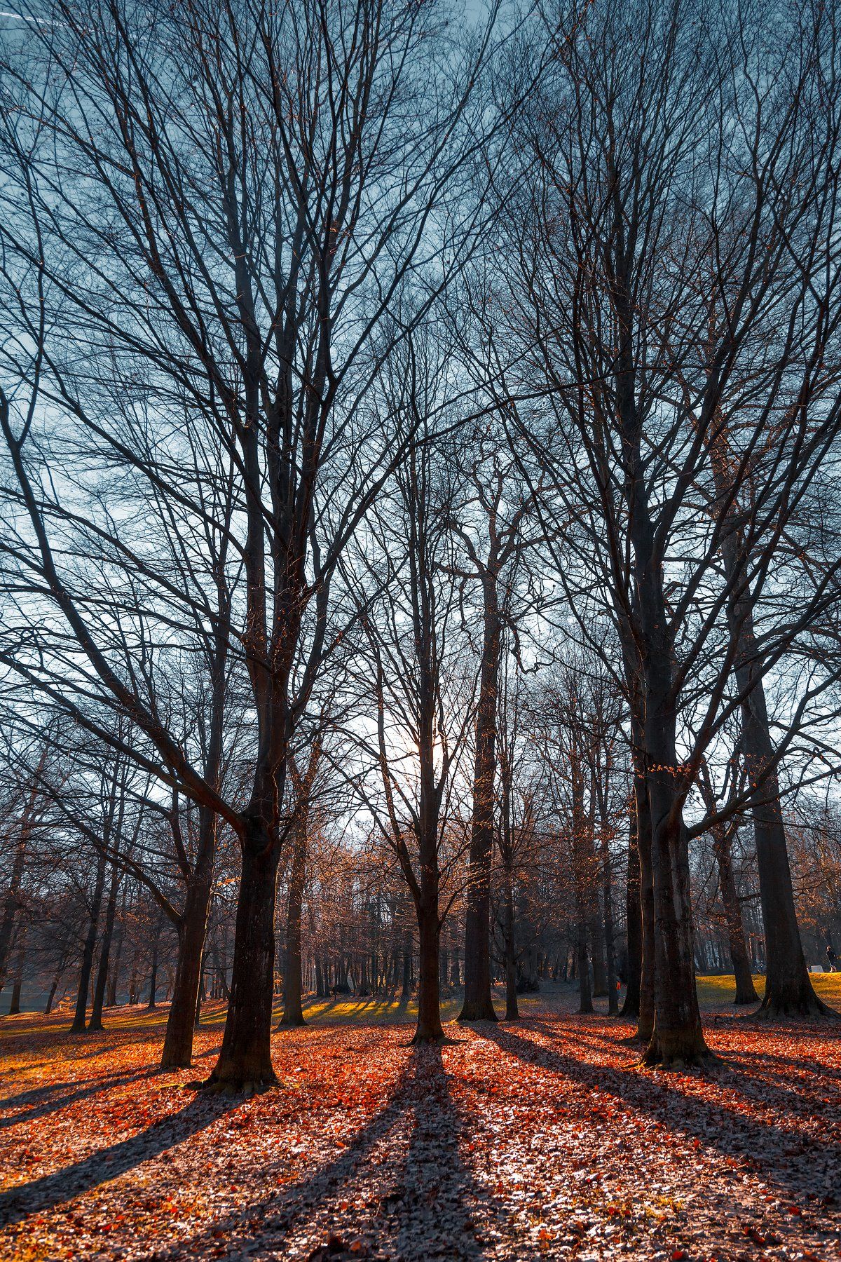 деревья, парк, небо, ветки, осень, листва, солнце, свечение, тени, Андрей Огнев