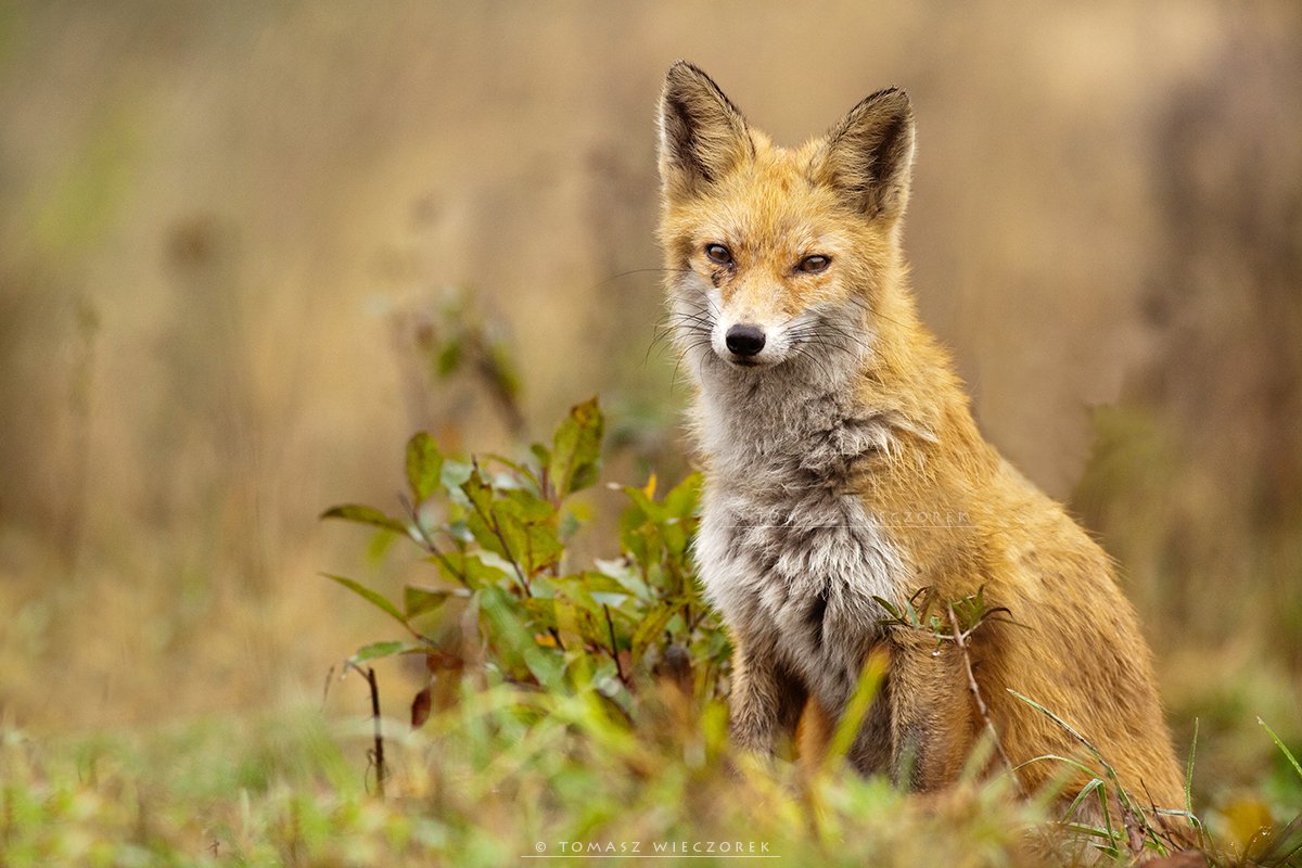 fox, fuchs, red fox, wildlife, shelter, hide, poland, fields, autumn, eye, lucky, Tomasz Wieczorek