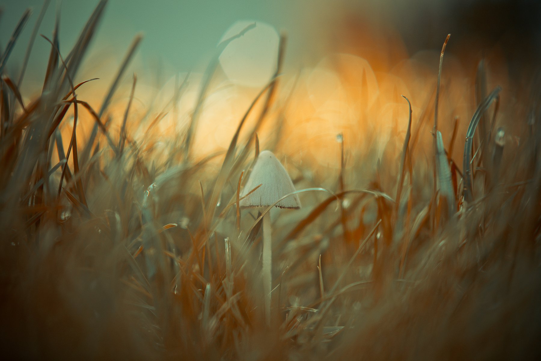 mushroom, macro, center, grass, post-processing, Antonio Coelho
