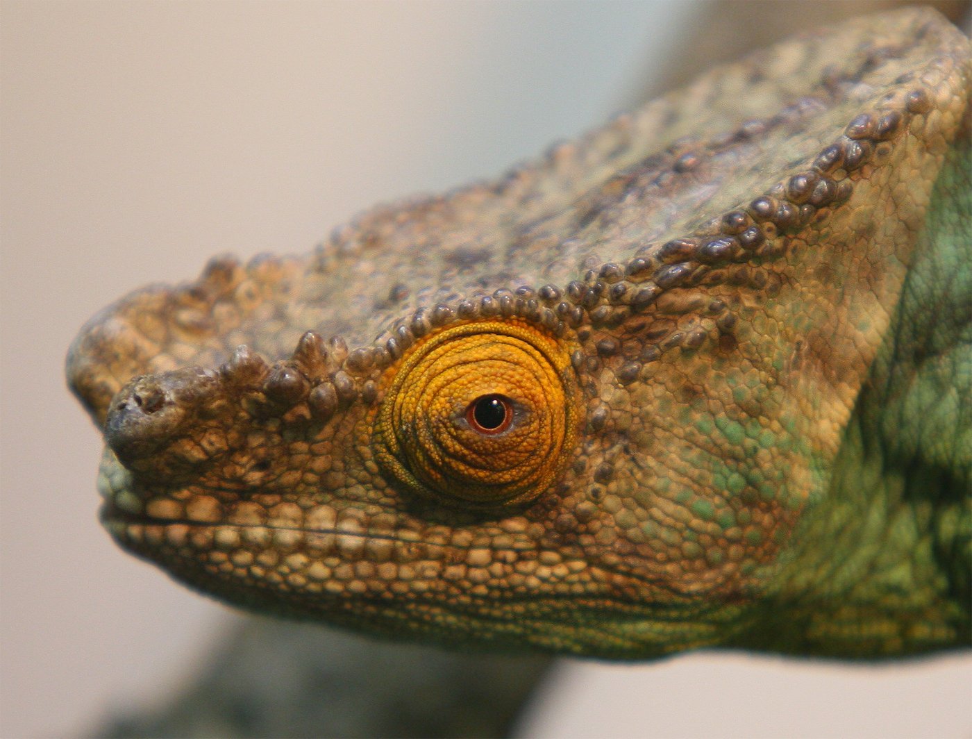 Chameleon, © =Vladimir Meshkov=