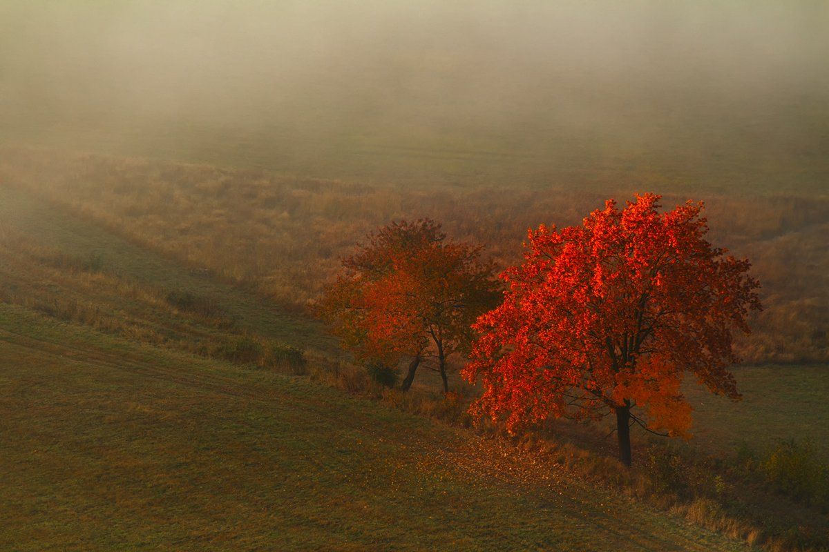 landscape,canon,mist,light,autumn, Iza,Darek
