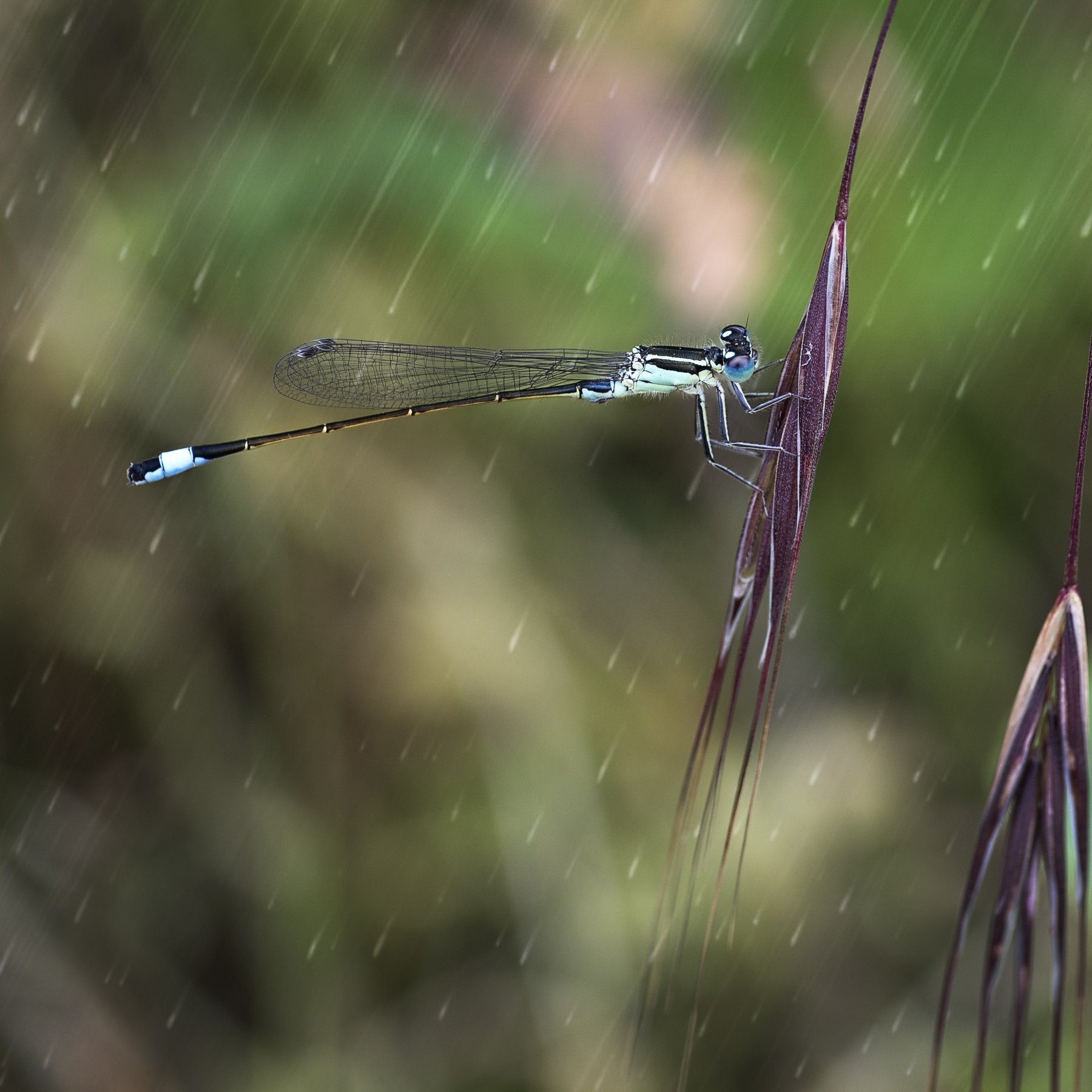 dragon fly, rain, close up, Атанас Донев