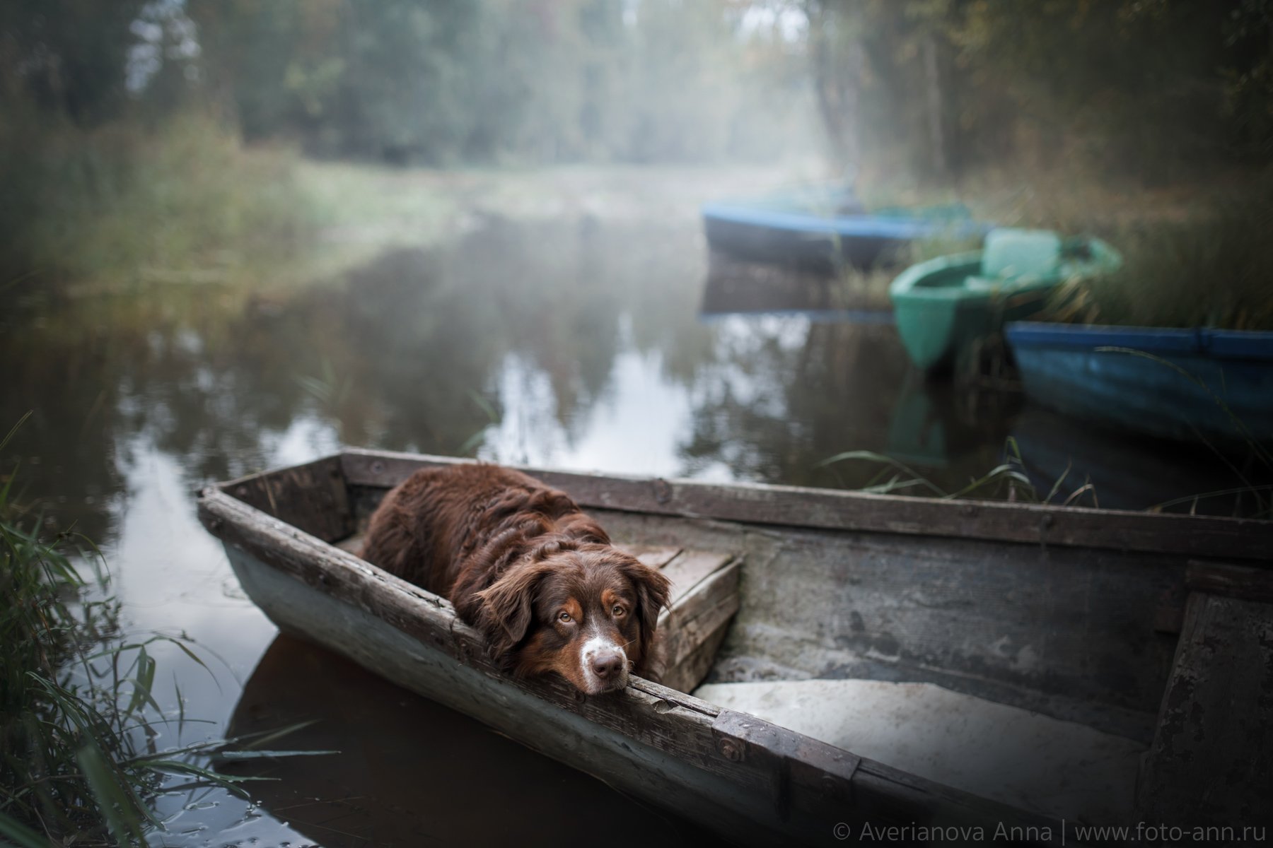 4 В лодке и собака