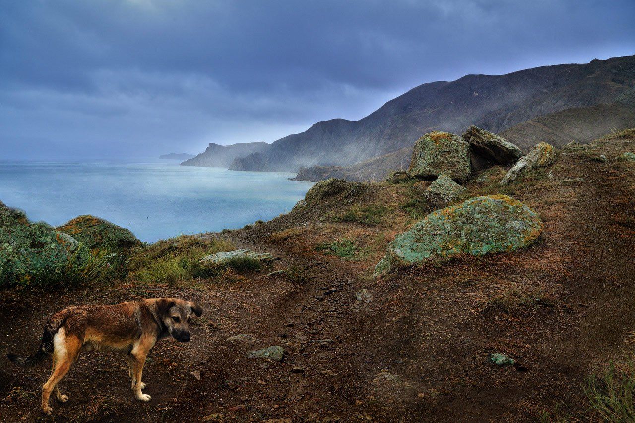 собака, море, непогода, горы, Виктор Климкин
