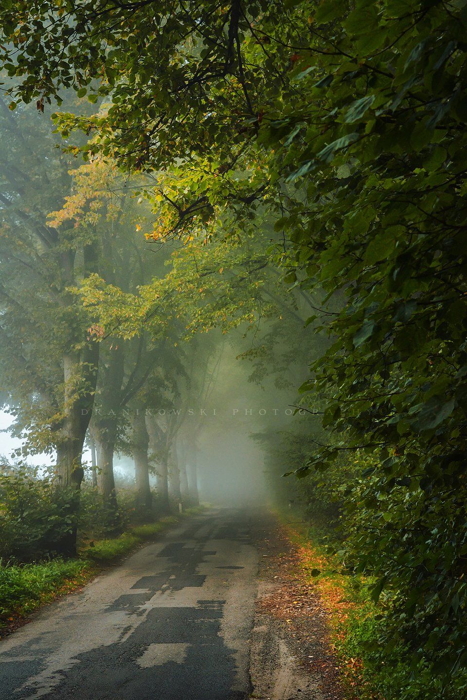 beginning autumn tree trees road path mist foggy magic, Radoslaw Dranikowski