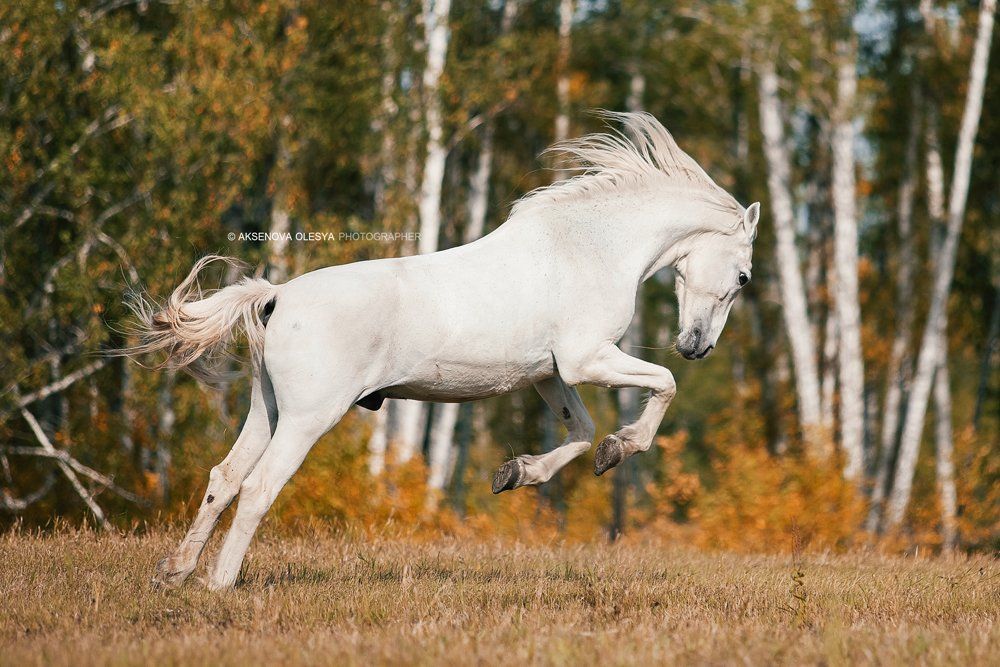 лошадь, прыжок, поле, галоп, красота, Аксёнова Олеся