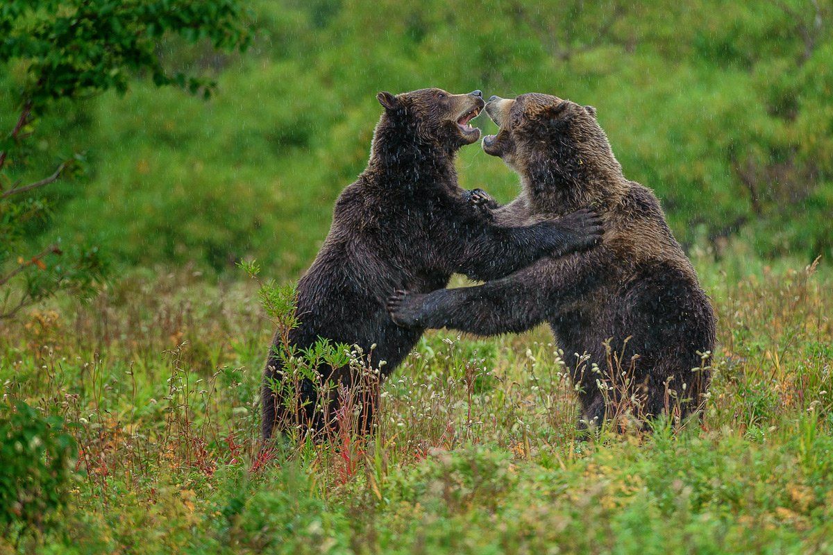 бурый медведь камчатка, Сергей Иванов