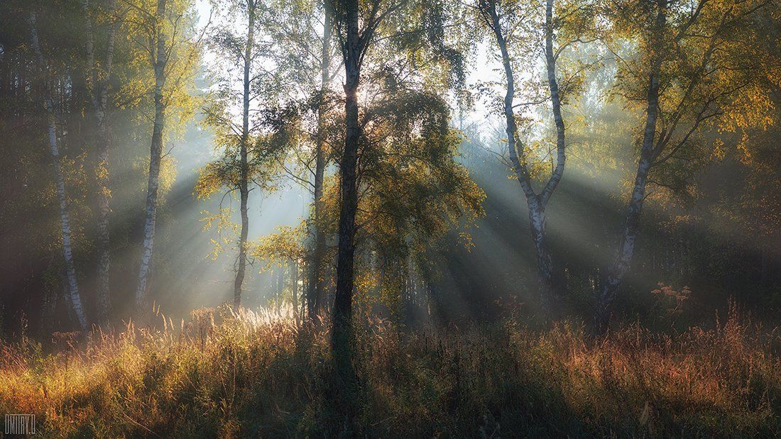 осень, лучи, туман, утро, лес,, Дмитрий Доронин