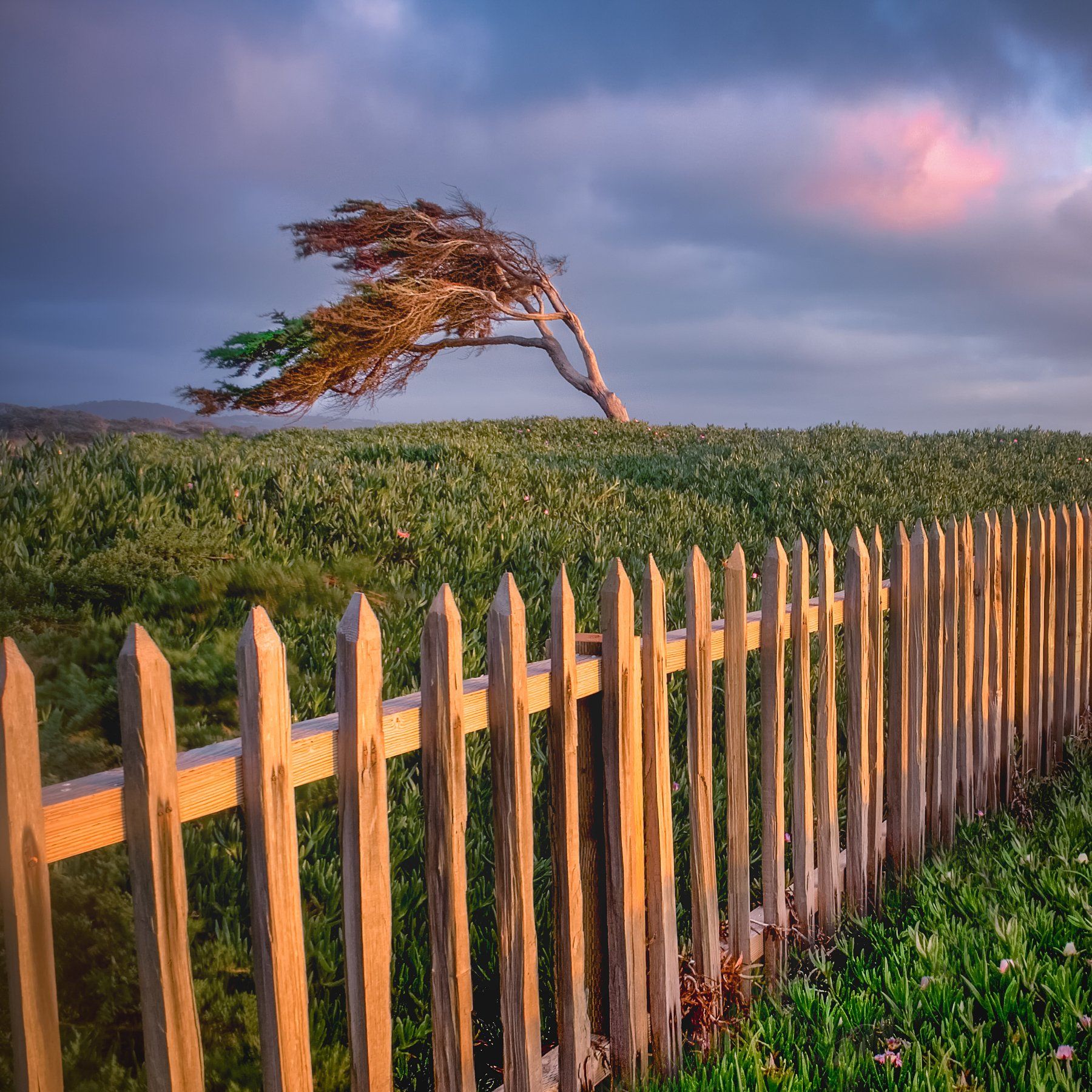 дерево, ветер, забор, закат, 17 mile drive, калифорния, Андрей Огнев