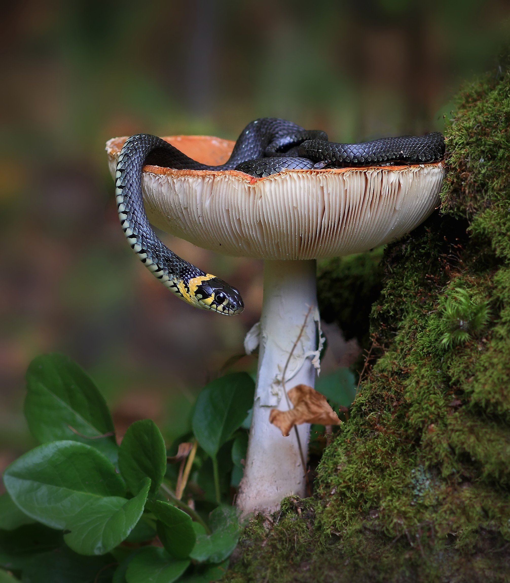 Dog Pecker Mushroom Pictures