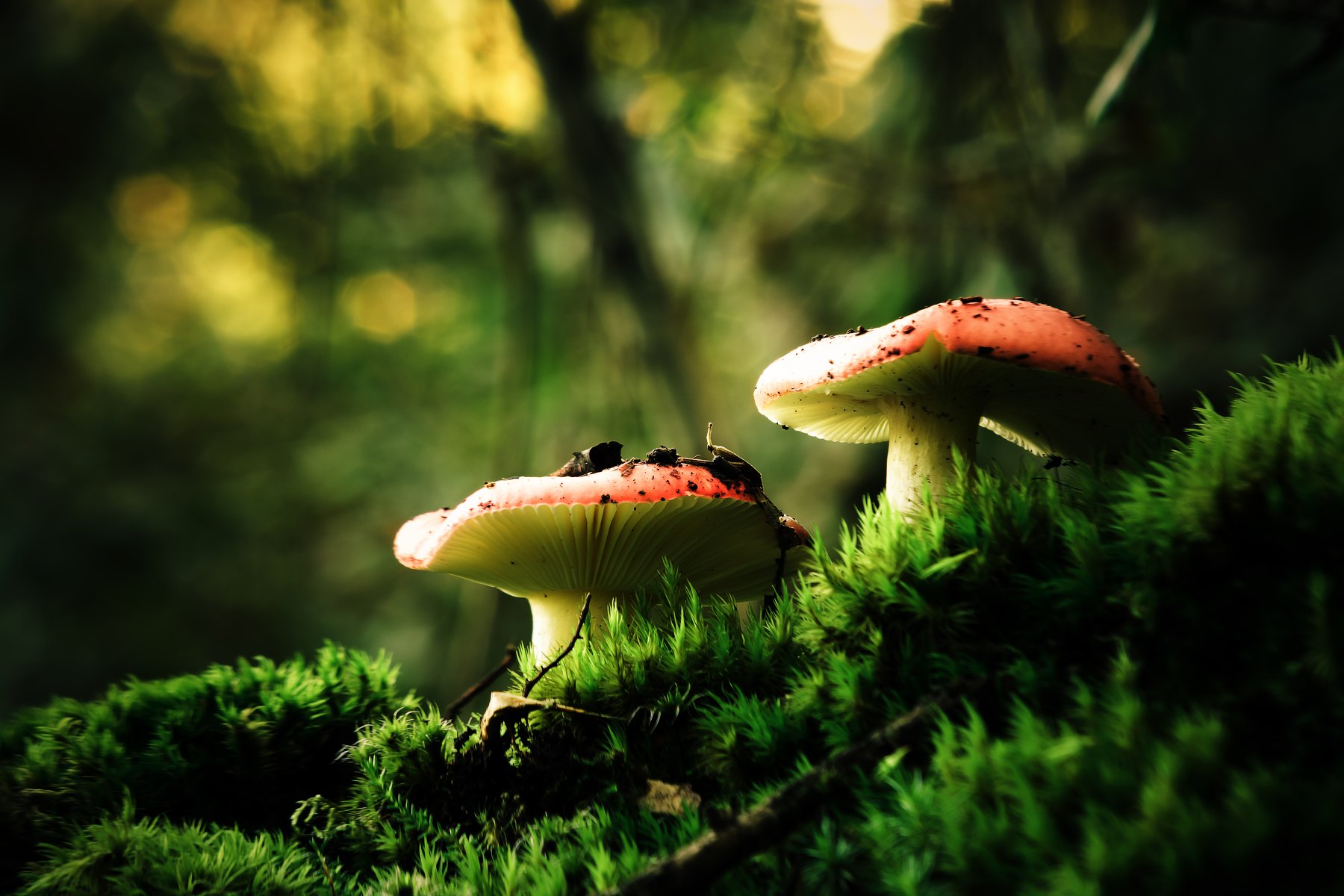 small, two, mushroom, red, green, nature, Antonio Coelho