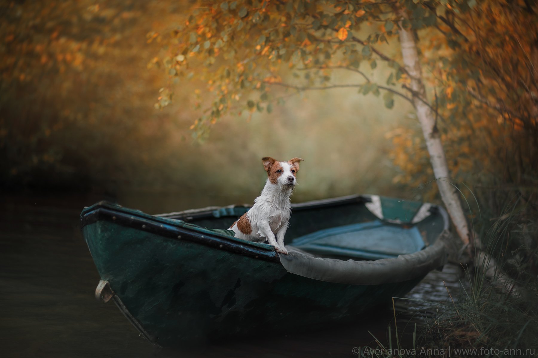 собака, природа, лодка, Анна Аверьянова