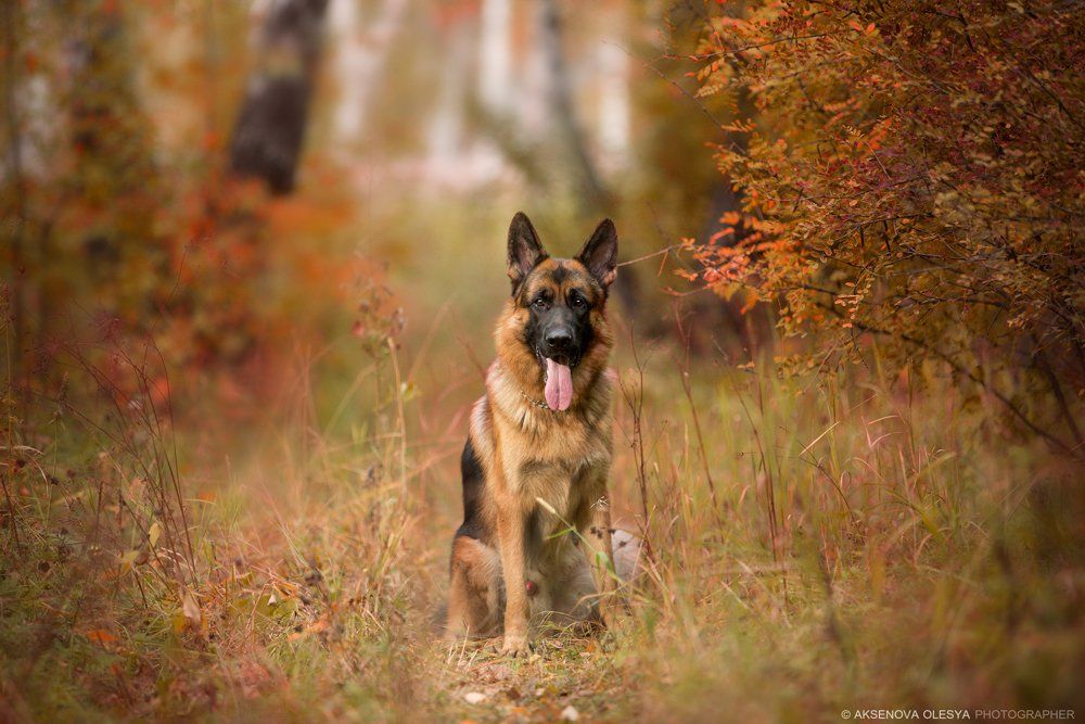 собака, немецкая овчарка, осень ,портрет, Аксёнова Олеся