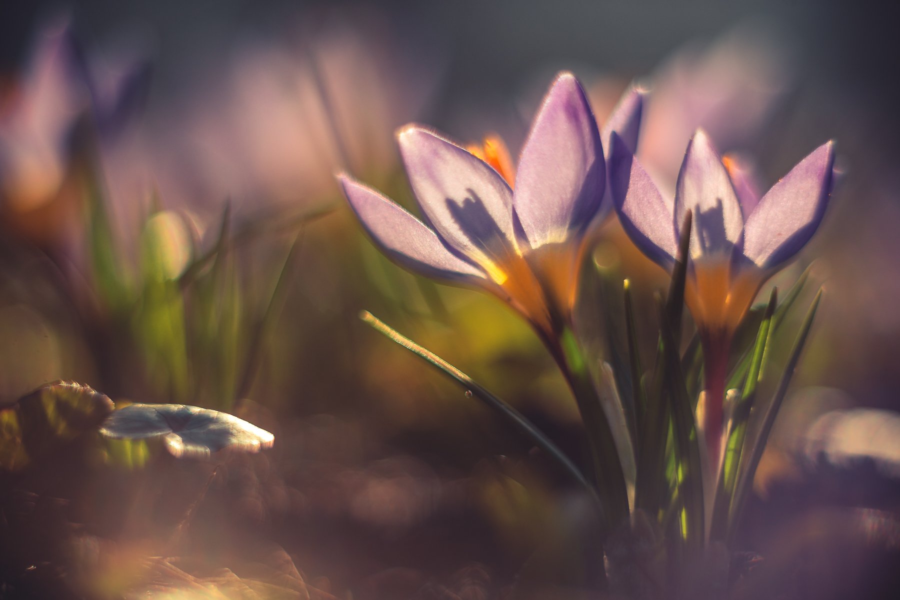 цветы, весна, природа, москва, свет, макро, Дмитрий Иванов