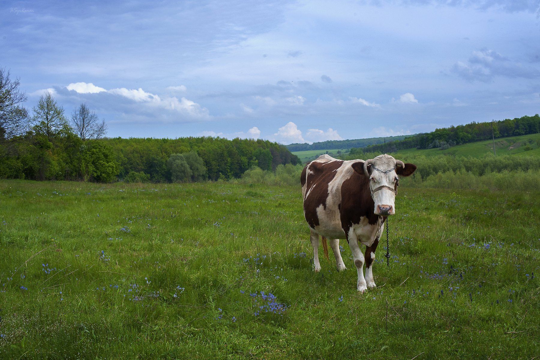 лето,поле,корова, Roma  Chitinskiy