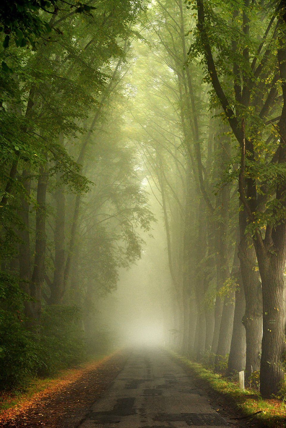 тоннель tunnel road path autumn magic mist foggy road trees, Radoslaw Dranikowski