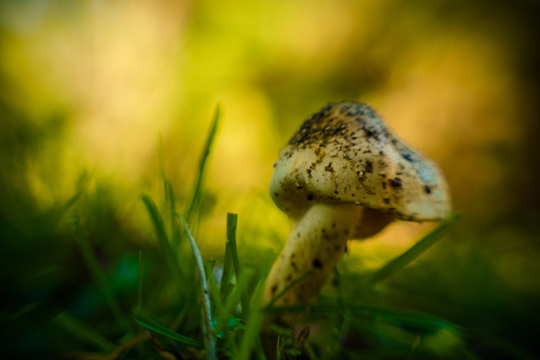 fungi, blur, macro, green, rule of thirds, bokeh, Antonio Coelho