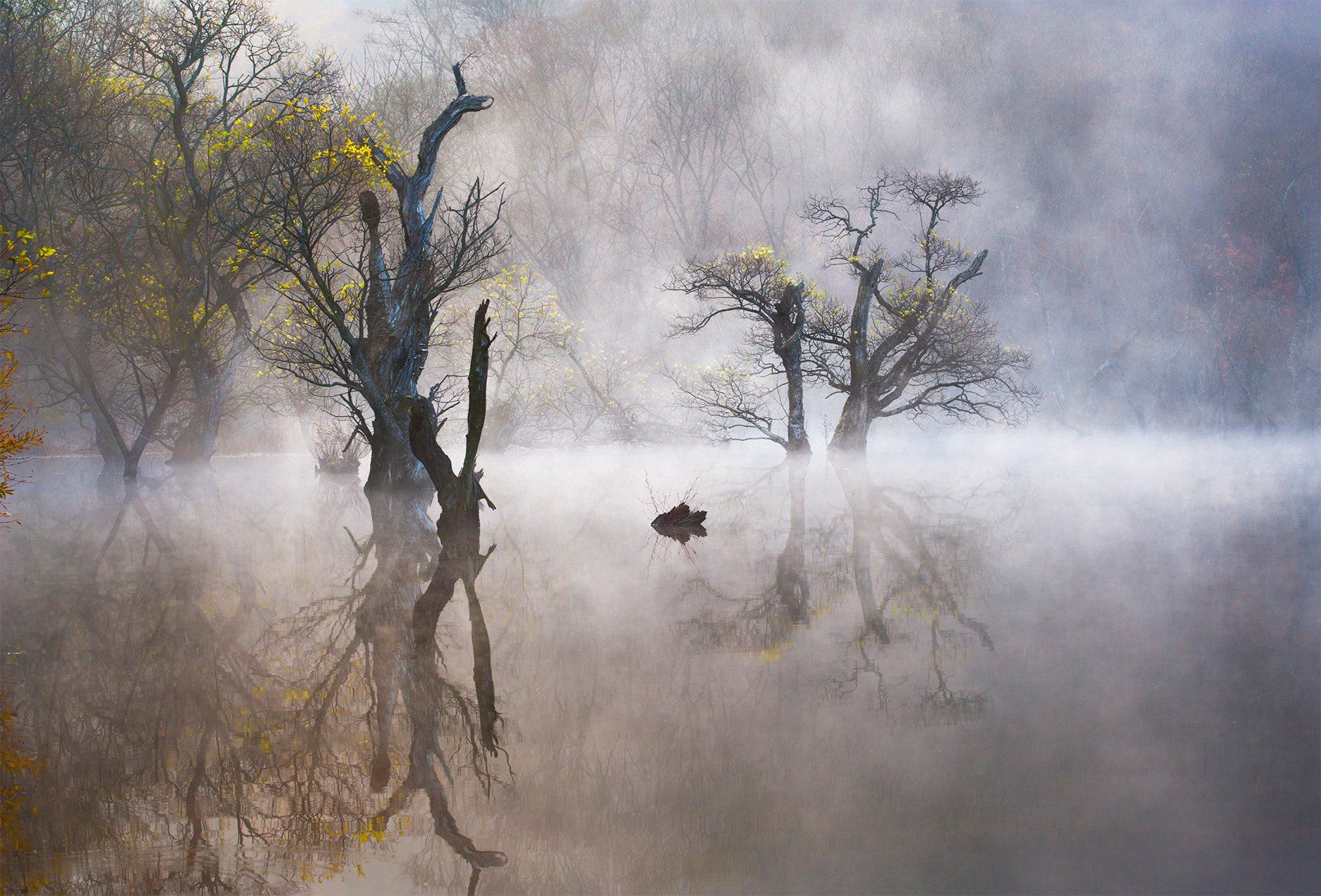 mysterious,  reflection, nature, trees, Jaeyoun Ryu