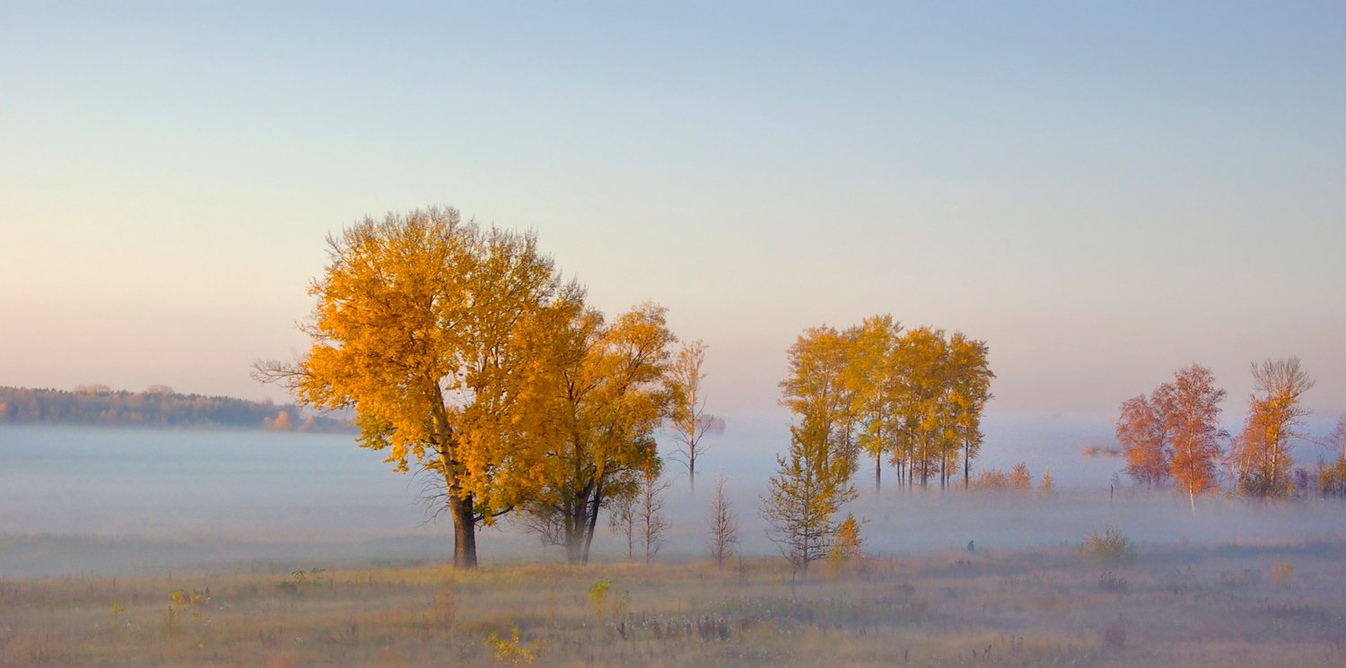 осень, туман, желтое, деревья, утро, рассвет, валерий_чичкин, Валерий Чичкин