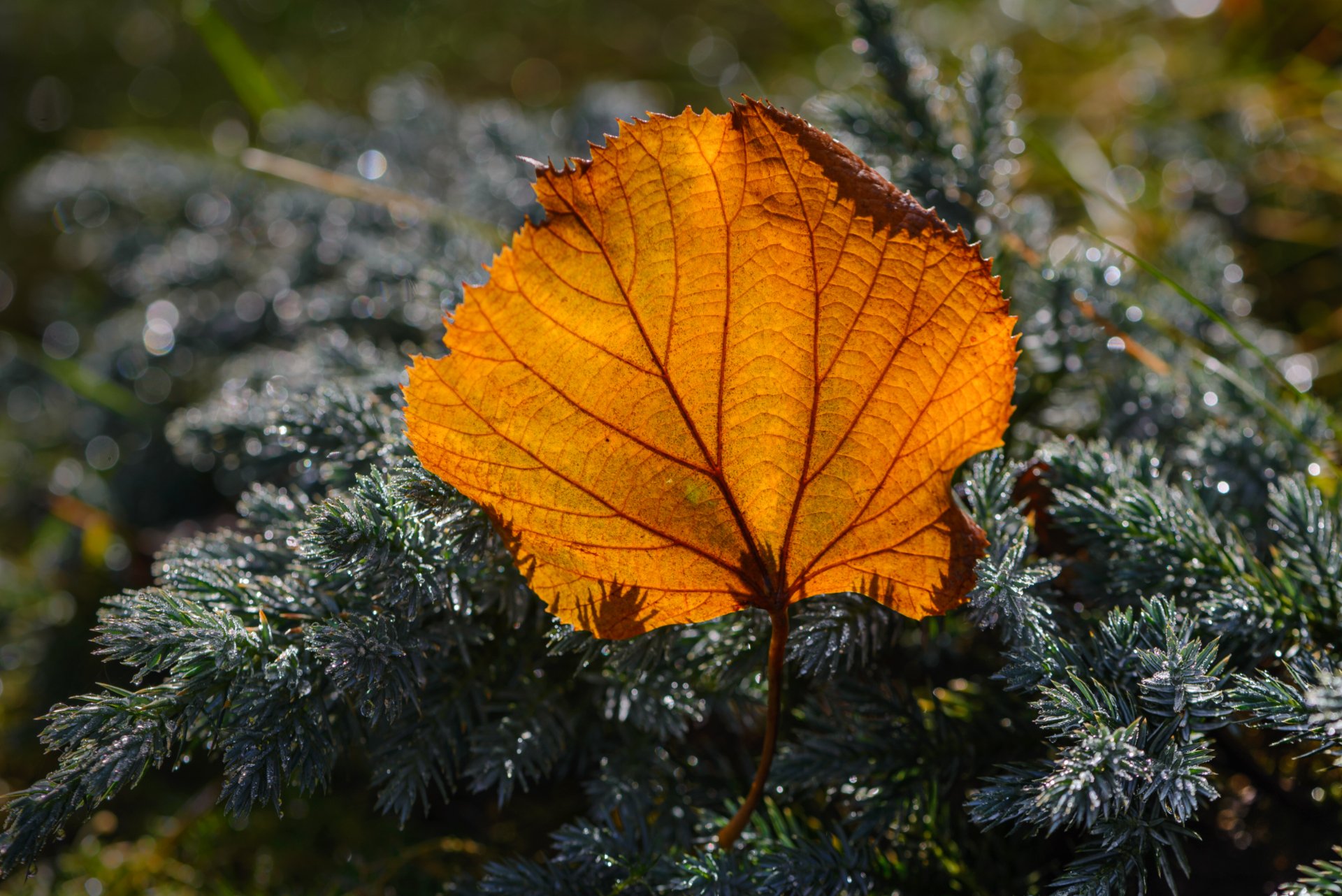 природа, макро, осень, опавший лист, можжевельник, иней, контровый свет, Неля Рачкова