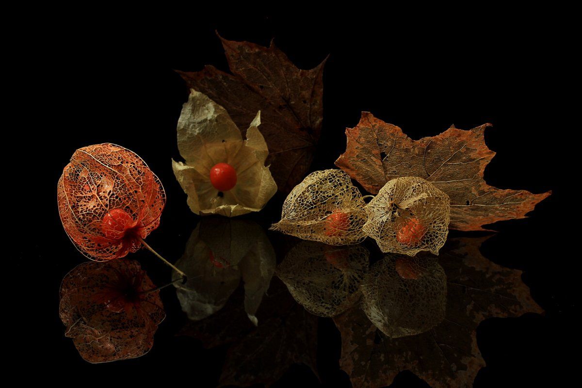 осень, листья, физалис, Шруб (Беляева) Татьяна