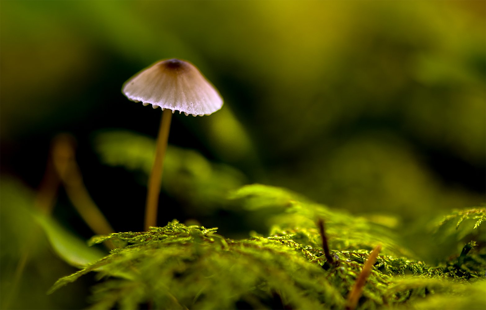 mushroom,forest,green, Daiva Cirtautė