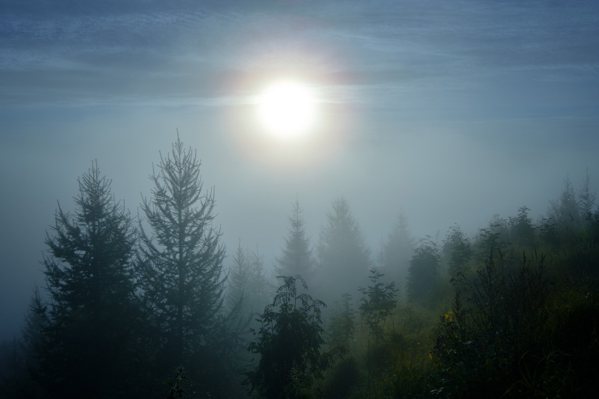 рассвет, утро, туман, деревья, солнце, Андрей Чиж