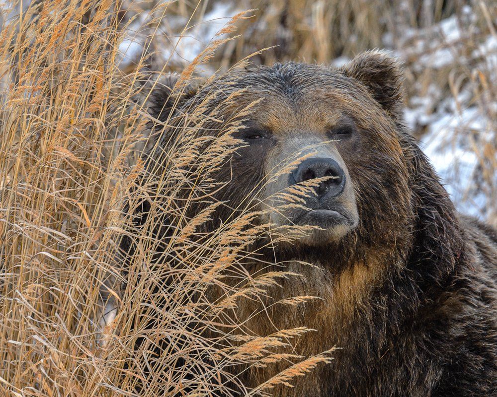 бурый, медведь, Сергей Иванов