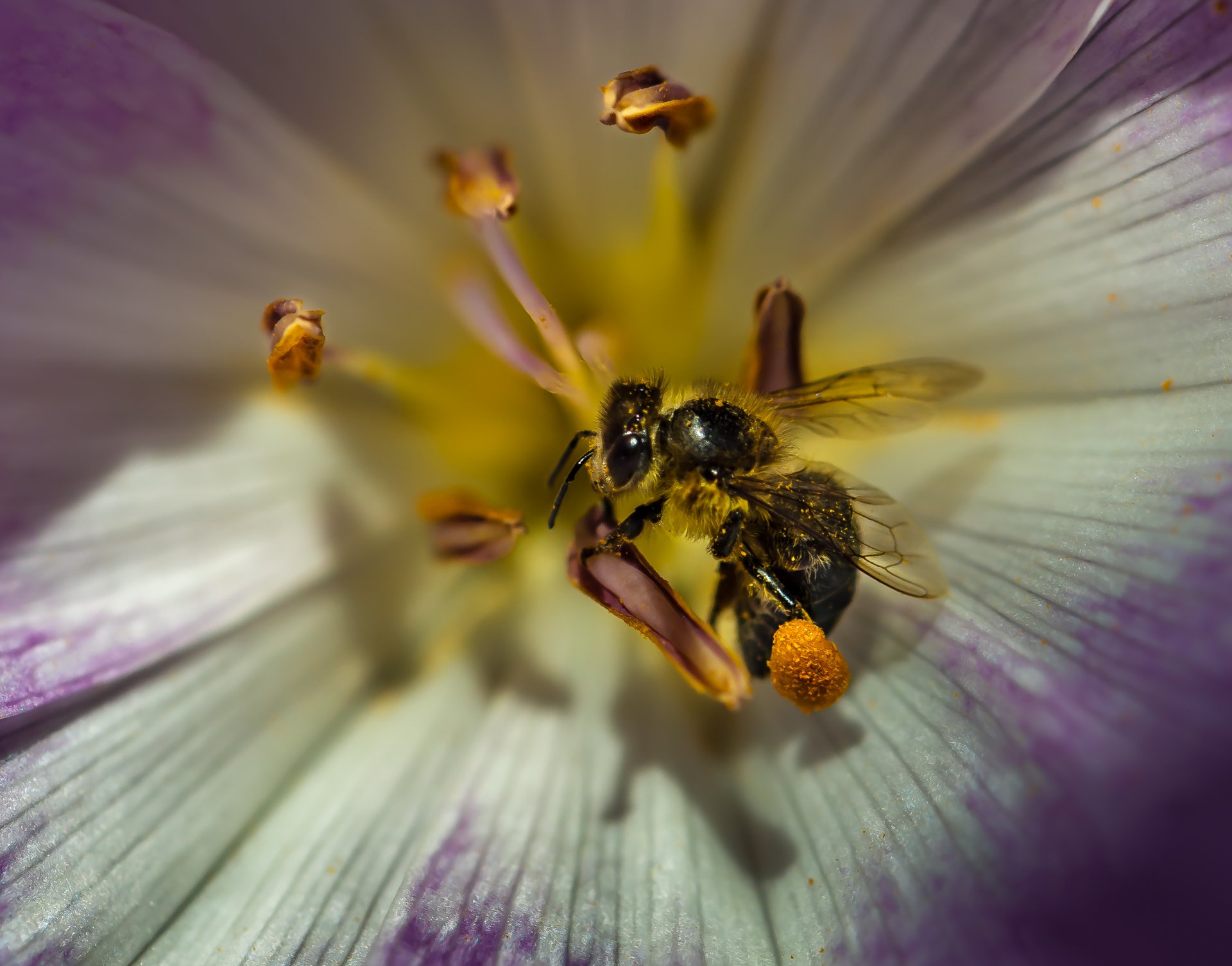 природа, макро, цветы, безвременник осенний, насекомое, пчела, пыльца,, Неля Рачкова