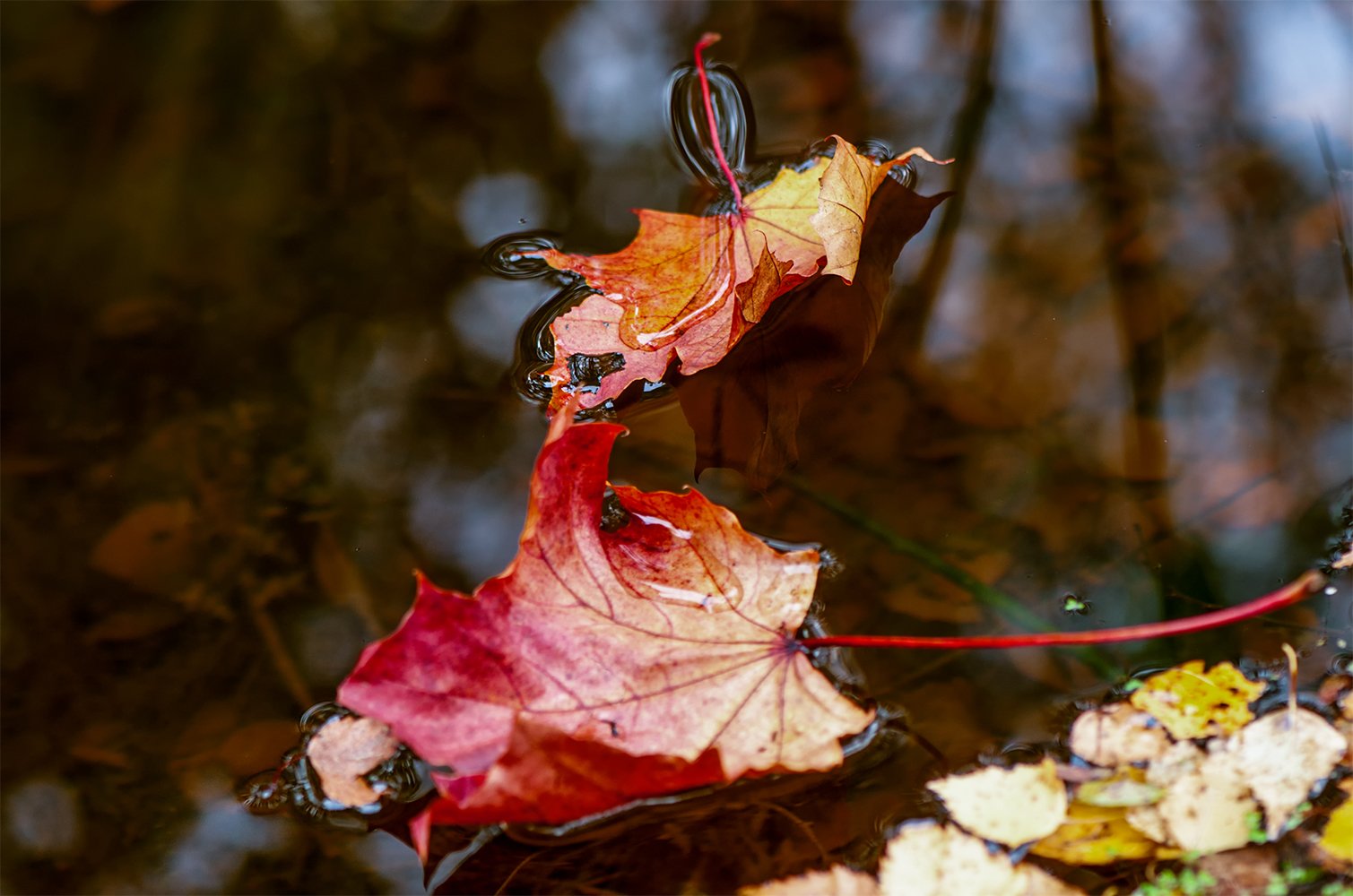 autumn,colors,, Daiva Cirtautė