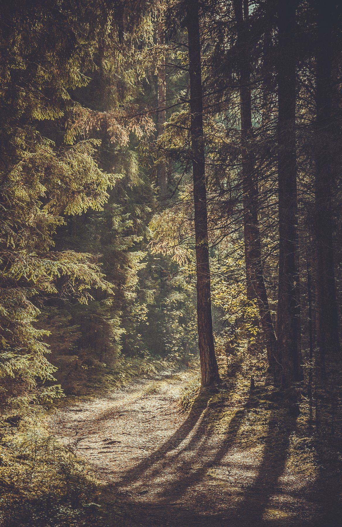 лес, деревья, природа, свет, дороги, Дмитрий Иванов