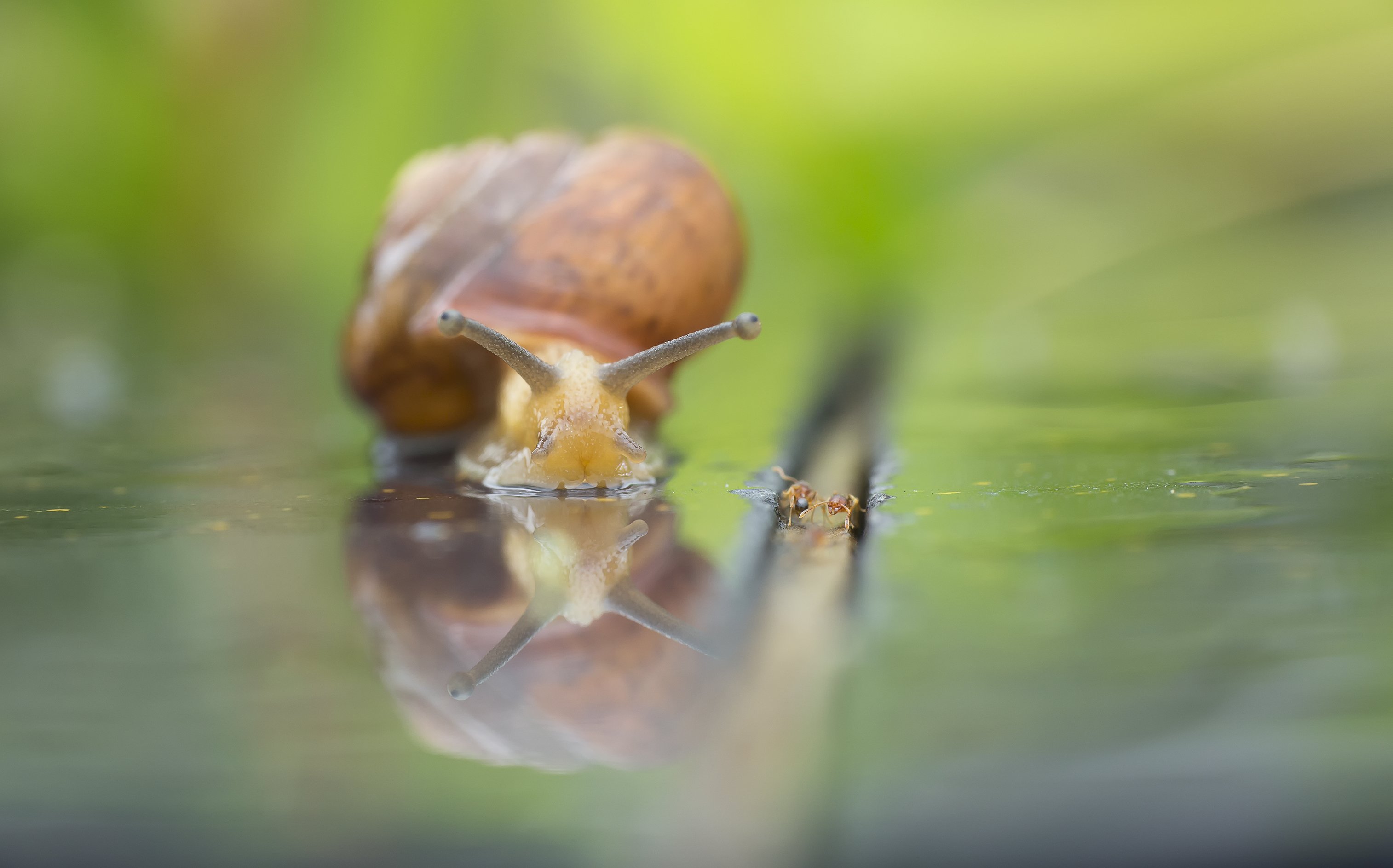#macro#snail#ant#colors, Choo How Lim