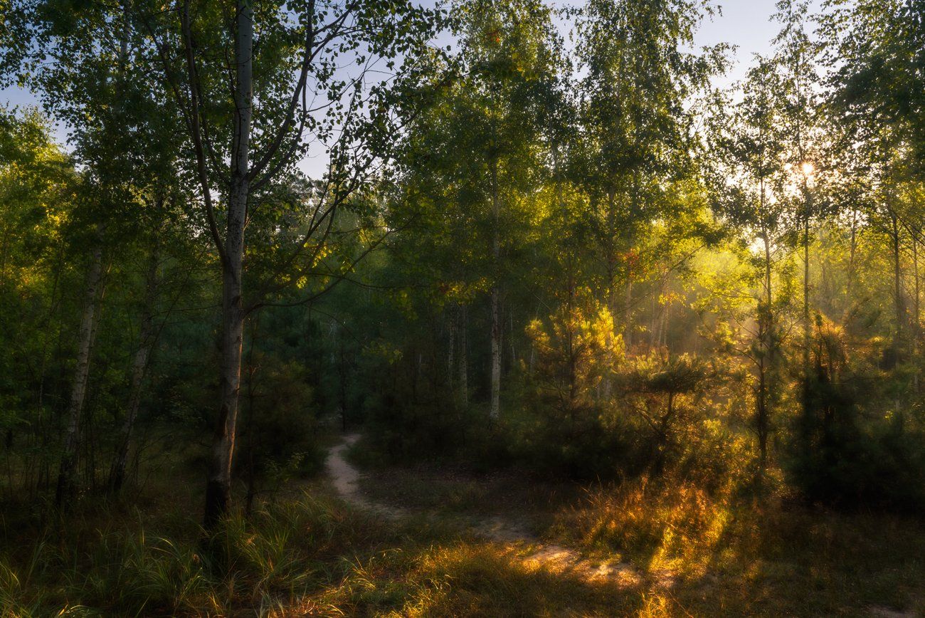 лес, утро, рассвет, осень, сентябрь, туман, Галанзовская Оксана