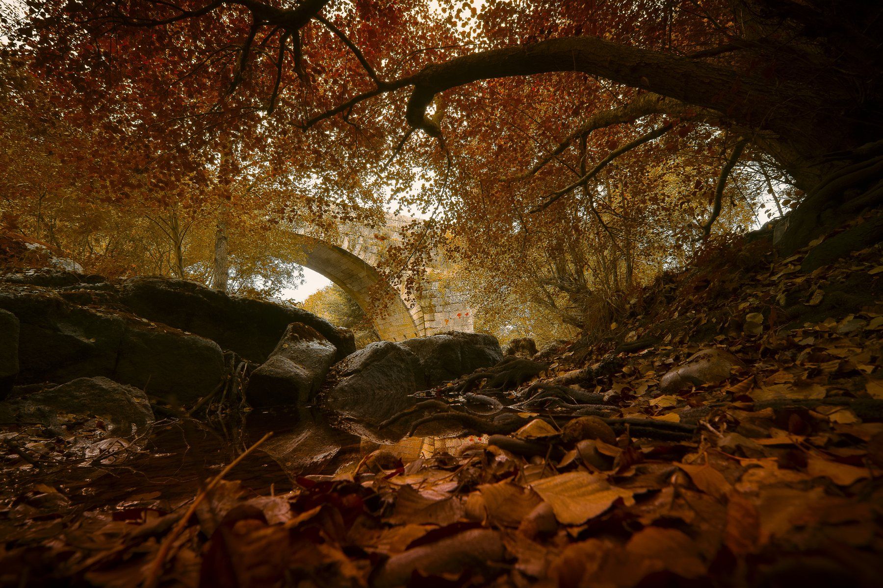 autumn, fall, brown, orange, leaves, reflections, colors, Antonio Coelho