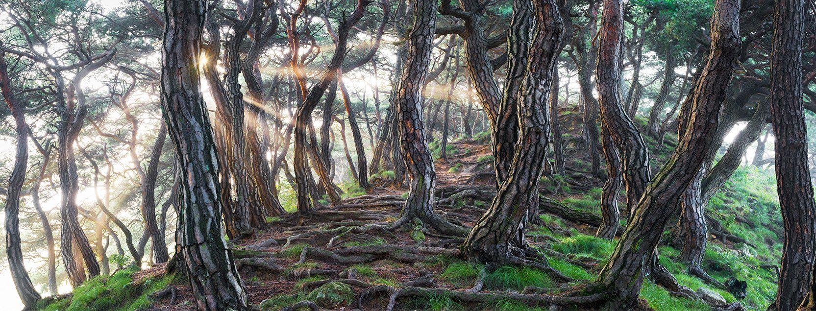 mystical,  tree trunk, woodland, pano, fairytale, Jaeyoun Ryu
