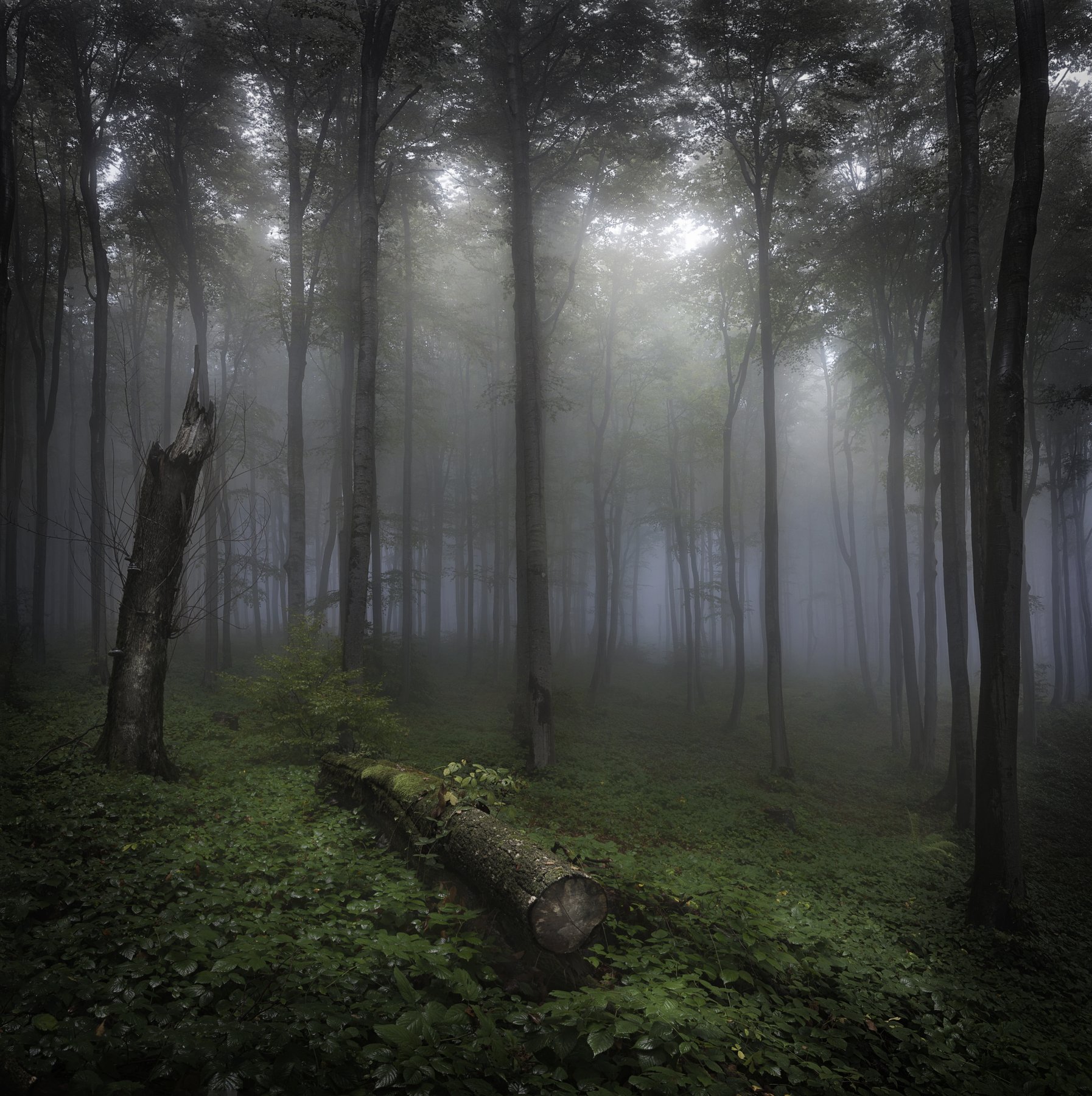 лес, туман, волшебство, сказка,, Даниел Балъков